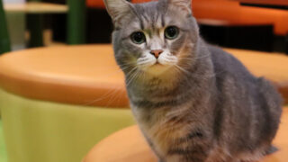 新しいぬこ🐈ちゃん